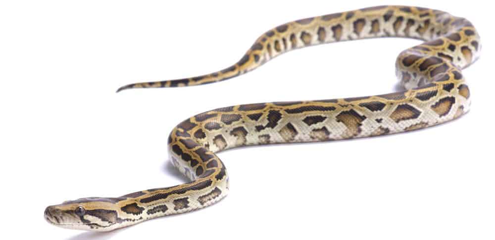 Burmese Python - Care Guide & Info - Petsoid