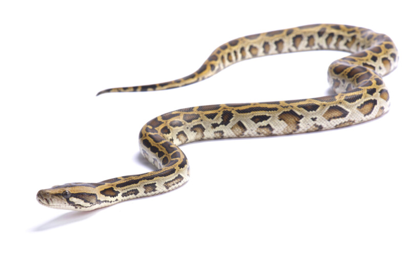 Burmese Python Care Guide & Info » Petsoid
