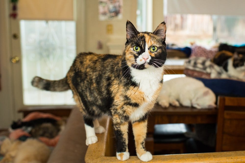 fun facts about calico cats