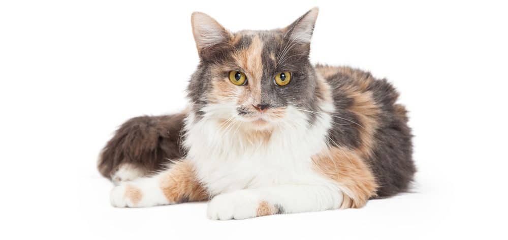 10 Fun Facts About Calico Cats Petsoid