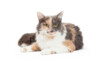 10 Fun Facts About Calico Cats