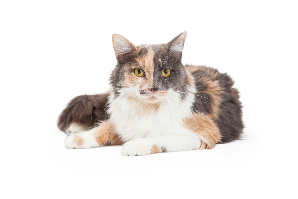 10 Fun Facts About Calico Cats Petsoid