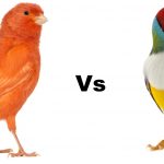 canary vs finch