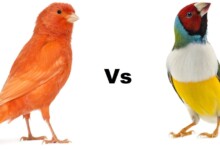 Finch vs Canary Bird - Differences