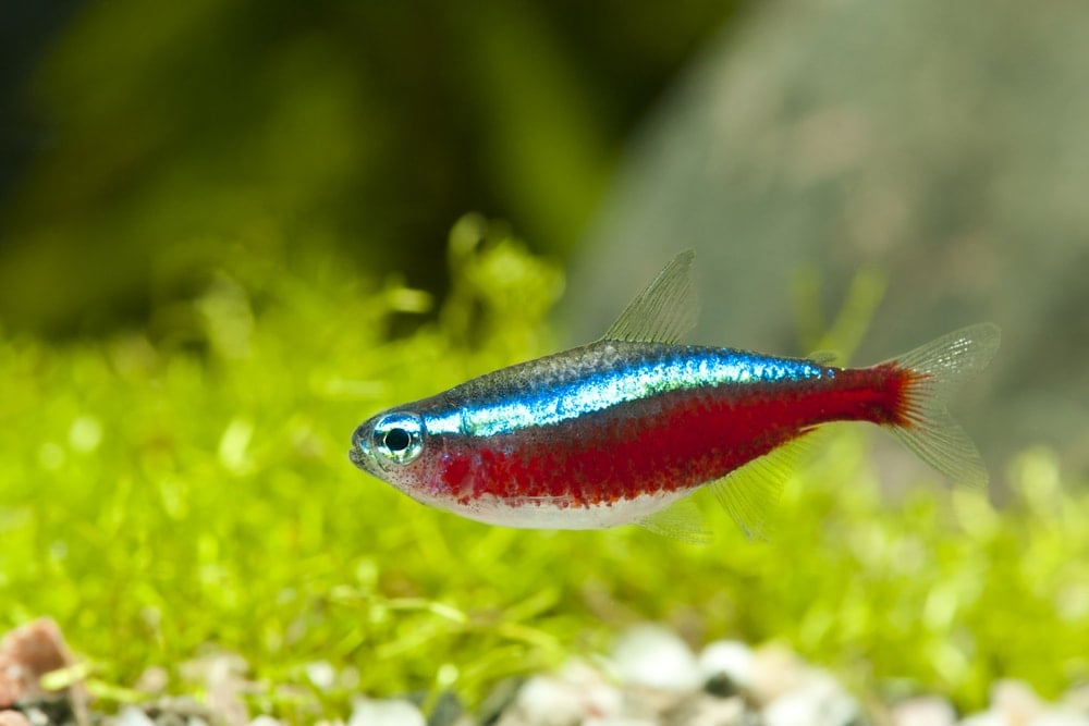 cardinal tetra