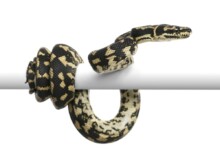 Carpet Python Care Guide & Info