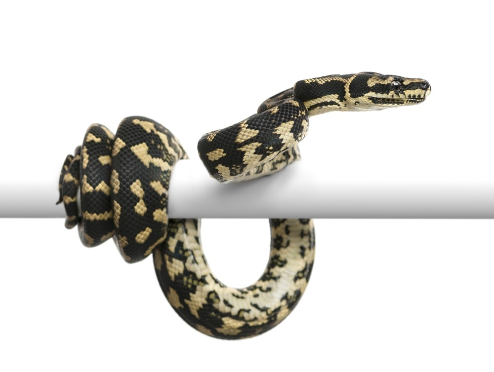 carpet python close up