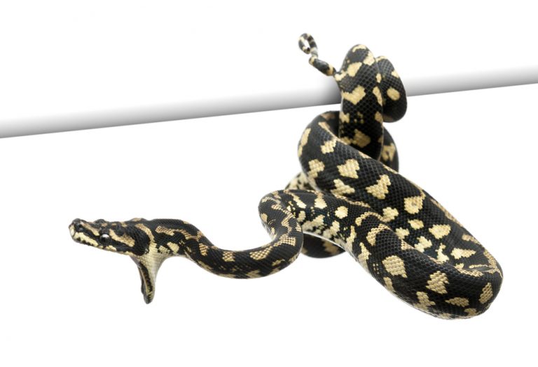 Carpet Python Care Guide & Info » Petsoid