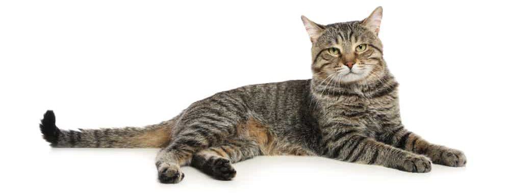 Why Do Cats Purr? 9 Reason & Information - Petsoid