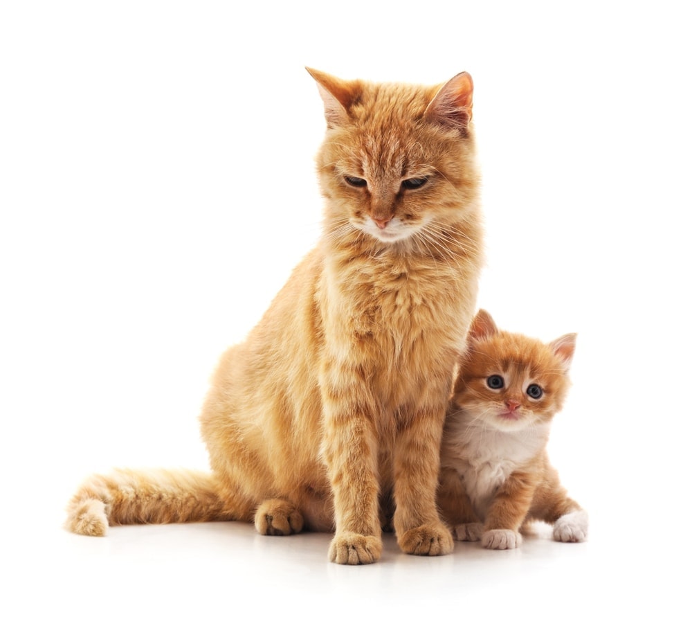 Why Do Mother Cats Hide Their Kittens Petsoid