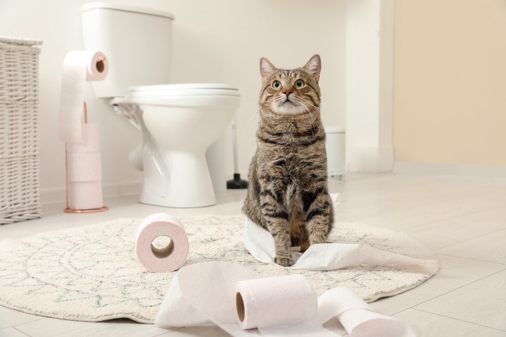 Should You Train Your Cat to Use the Toilet? - Petsoid