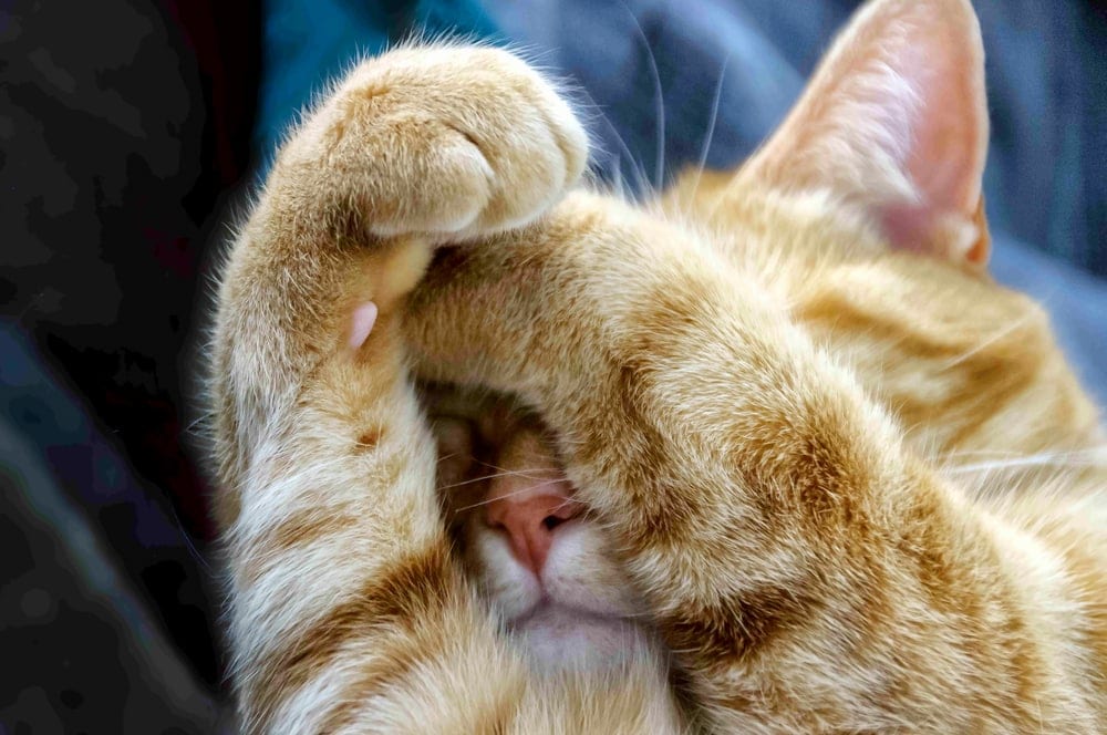 Why Do Cats Cover Their Face With Their Paw When Sleeping Cat Meme