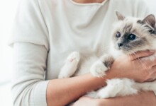 Should I get a cat? 12 Signs You are Ready