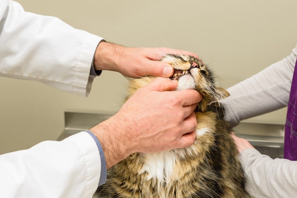 cat doctor teeth