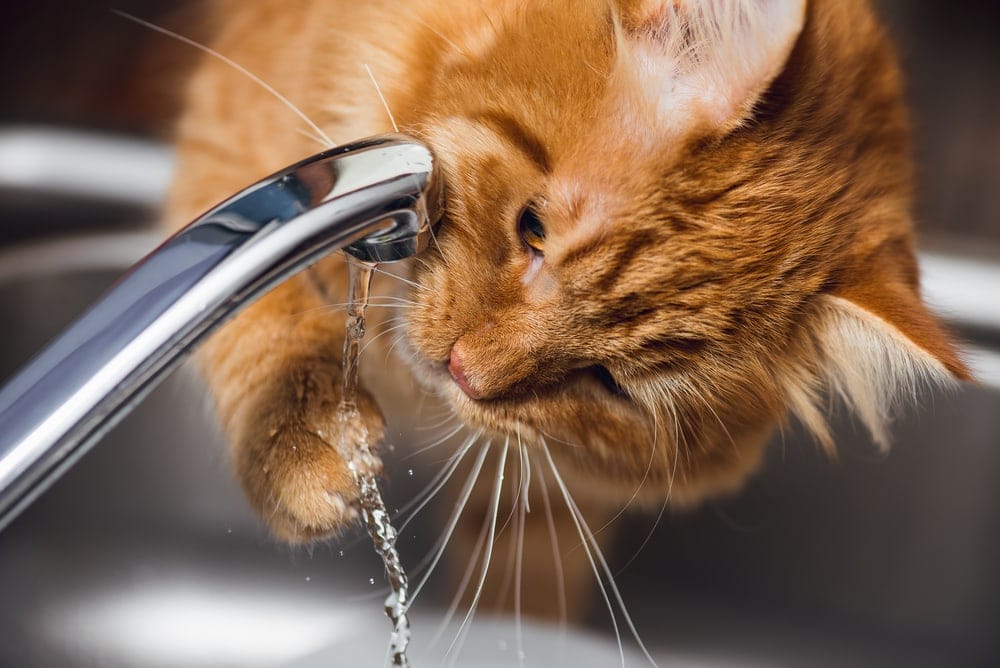 Why Does my Cat Drink so Much Water? » Petsoid