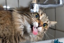 Why Does my Cat Drink so Much Water?