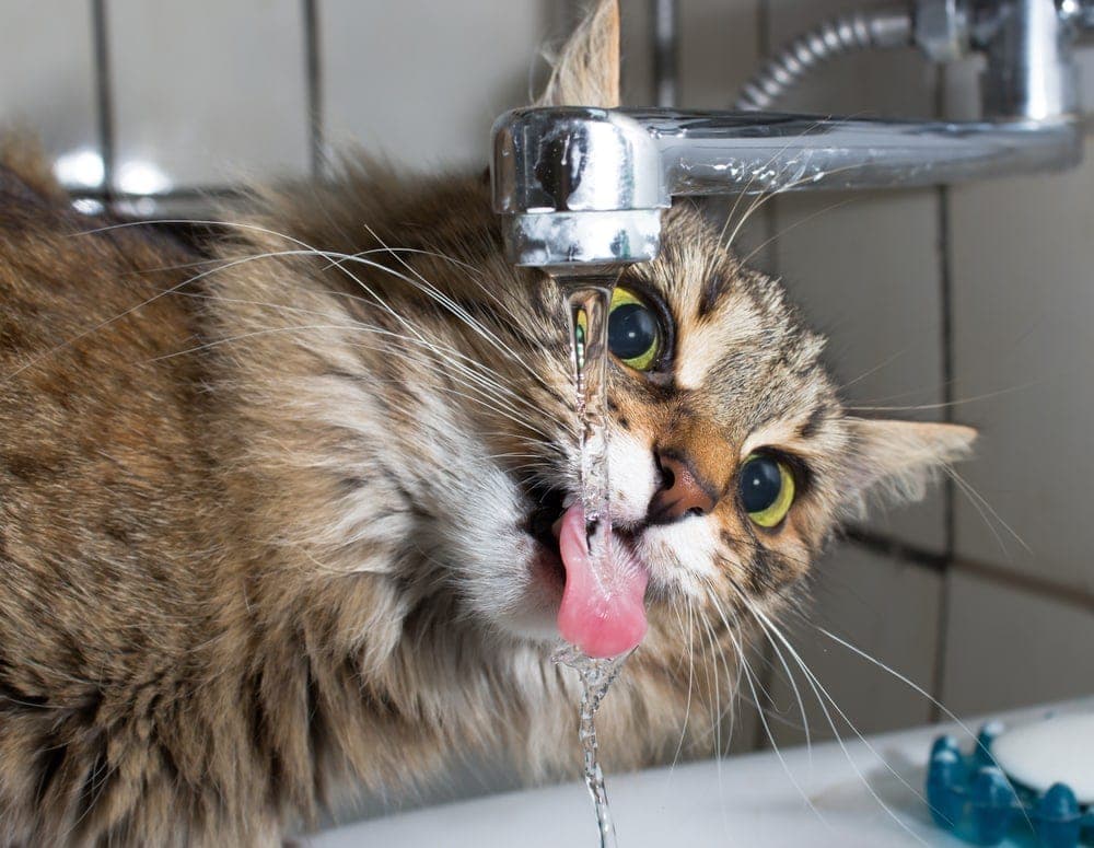 Why Does my Cat Drink so Much Water? Petsoid