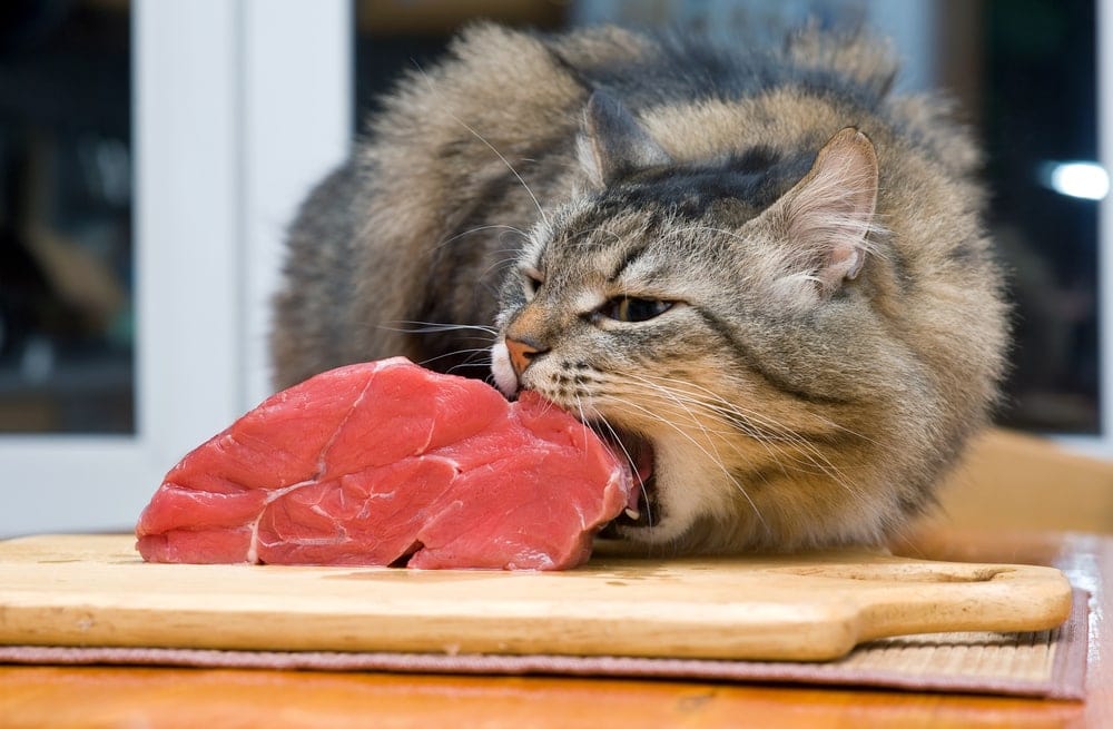 cat eating meat