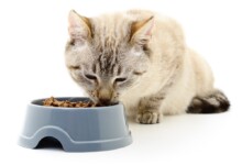 Why are Cats Called Obligate Carnivores?