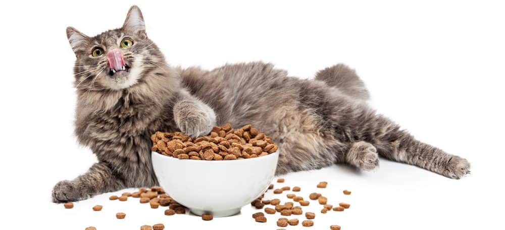 How Long can you Keep Cat Food Out For? Petsoid