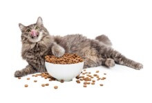 How Long can you Keep Cat Food Out For?