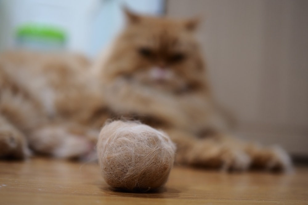 what-to-do-about-hairballs-in-cats-petsoid