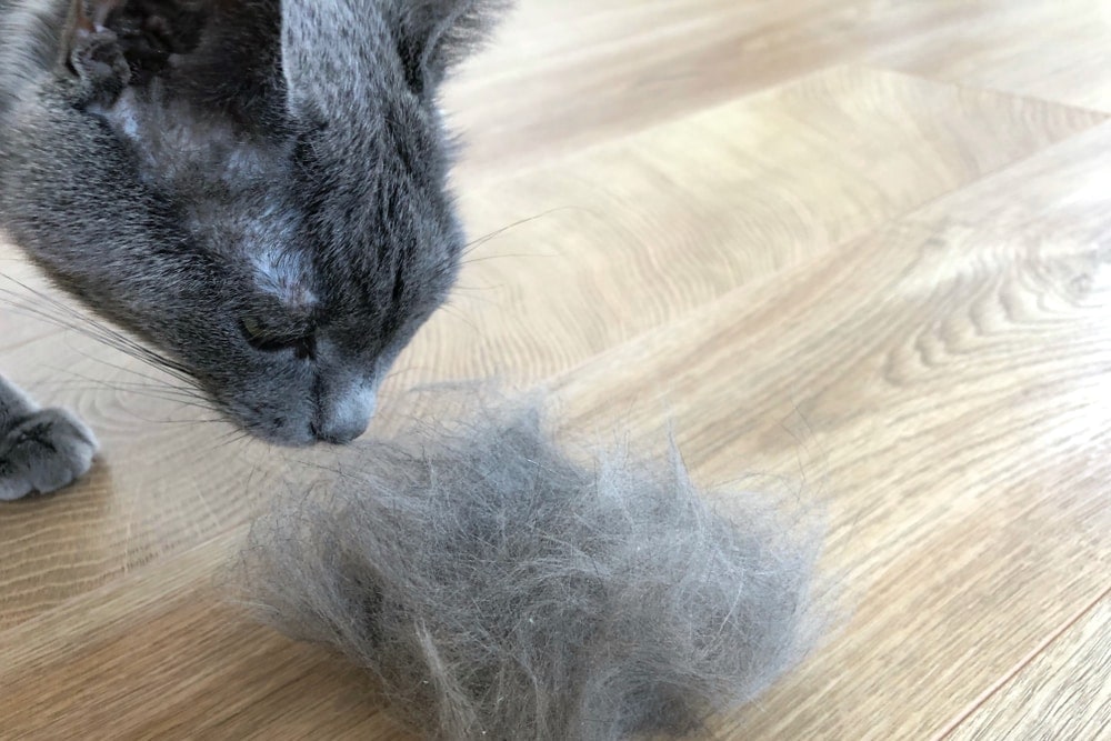 cat hairball