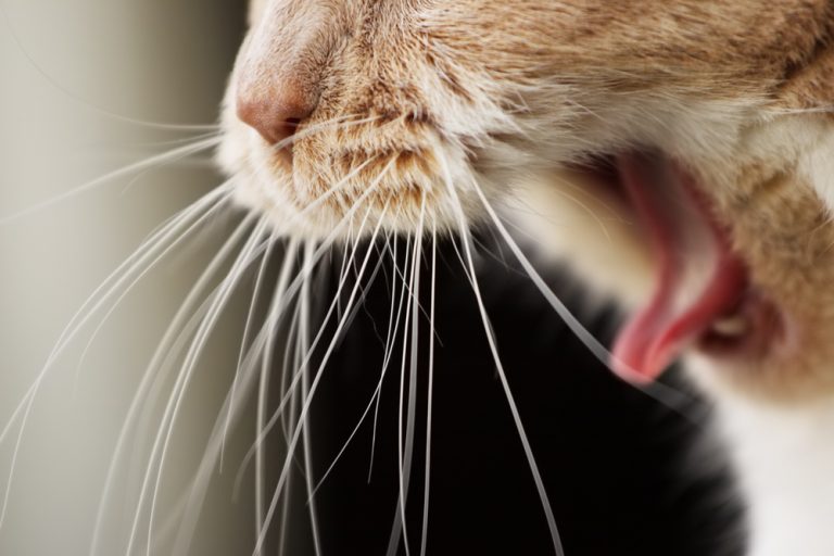 What to do about Hairballs in Cats? Petsoid