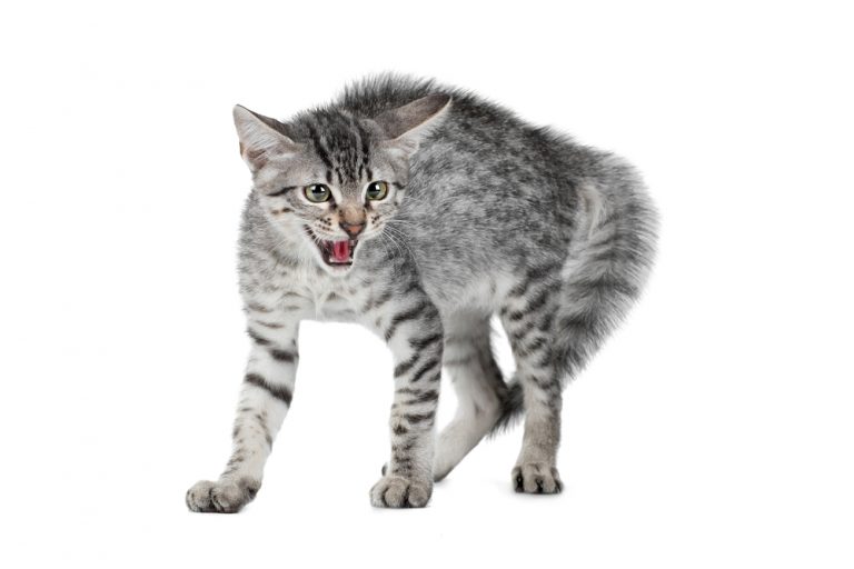 Why Does my Cat Hiss to Me? » Petsoid