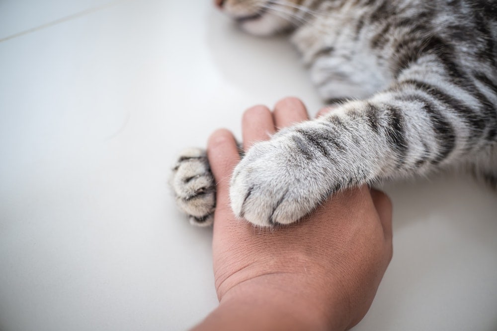 cat hold hand