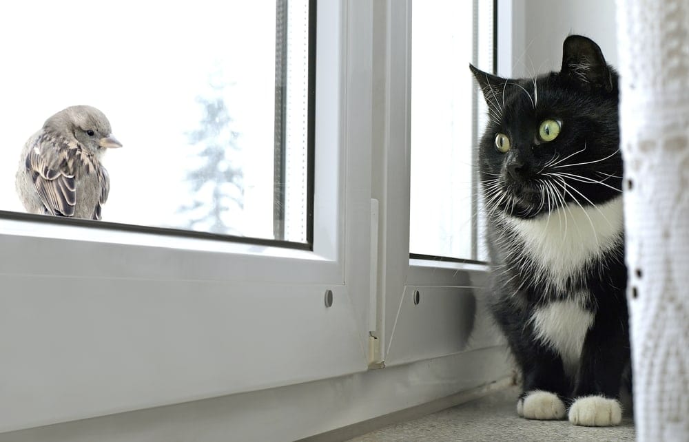 fat cat talks to a bird on a window