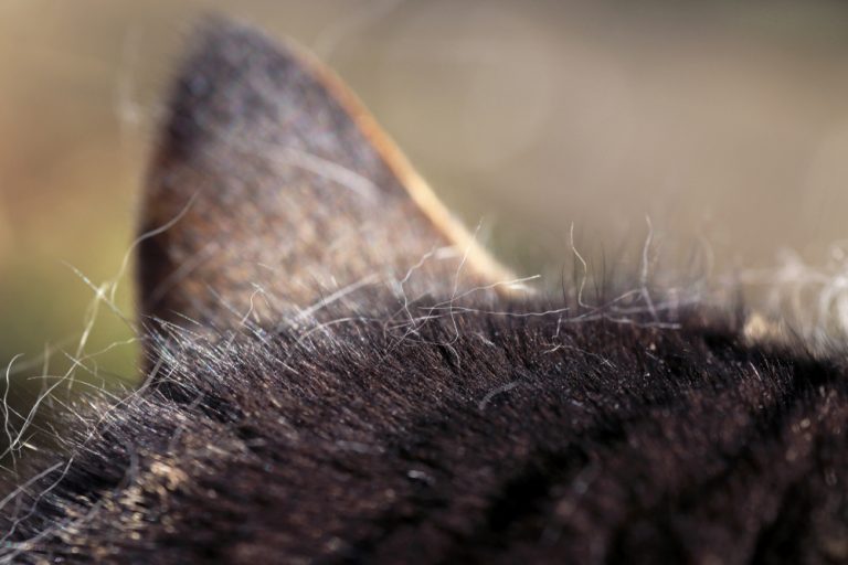 Why Does My Cat Pull her/his Hair Out? » Petsoid