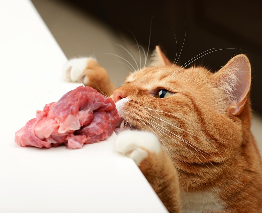 Why are Cats Called Obligate Carnivores? » Petsoid