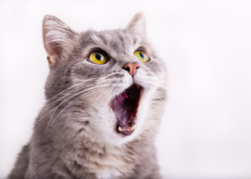 Why Does My Cat’s Mouth hang open? » Petsoid