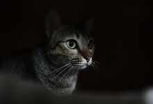 7 Reasons Why Your Cat is Meowing at Night
