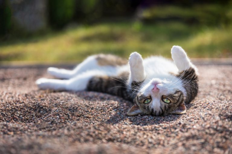 Why Does My Cats Roll Around on its Back? » Petsoid