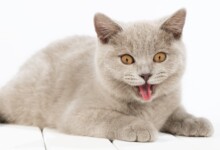 Panting in Cats - Is it normal?