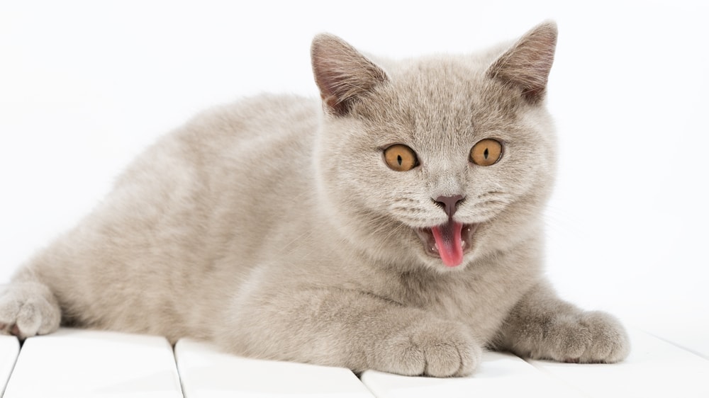 panting-in-cats-is-it-normal-petsoid