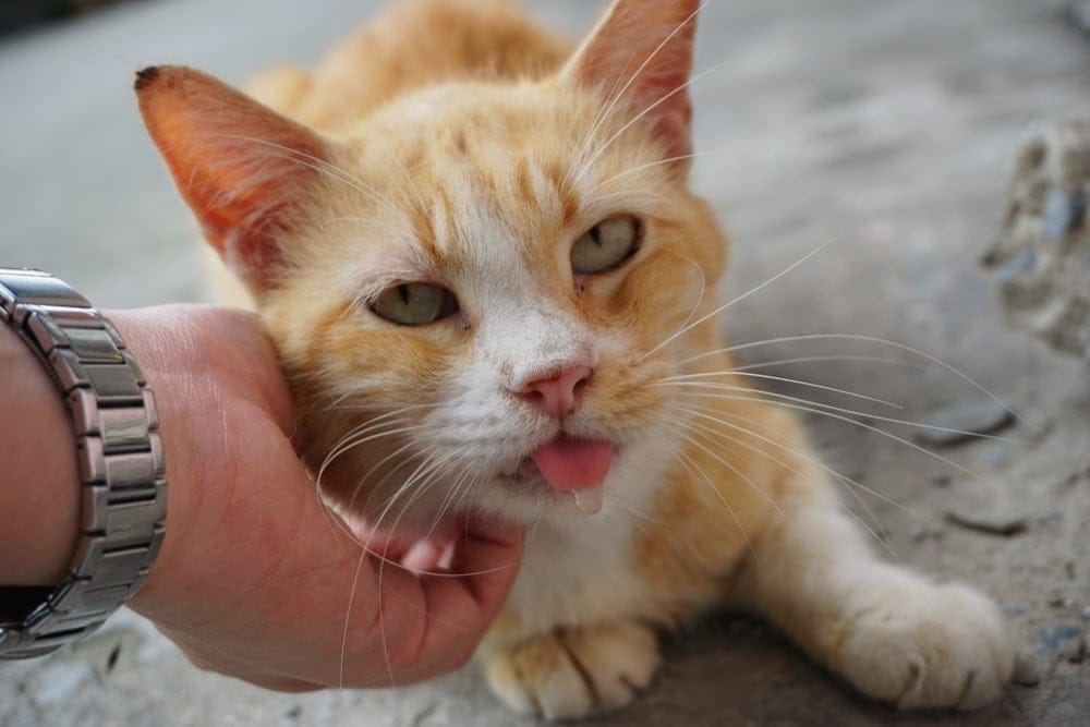 cat petted drooling