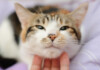 Seizures in Cats: What you need to know