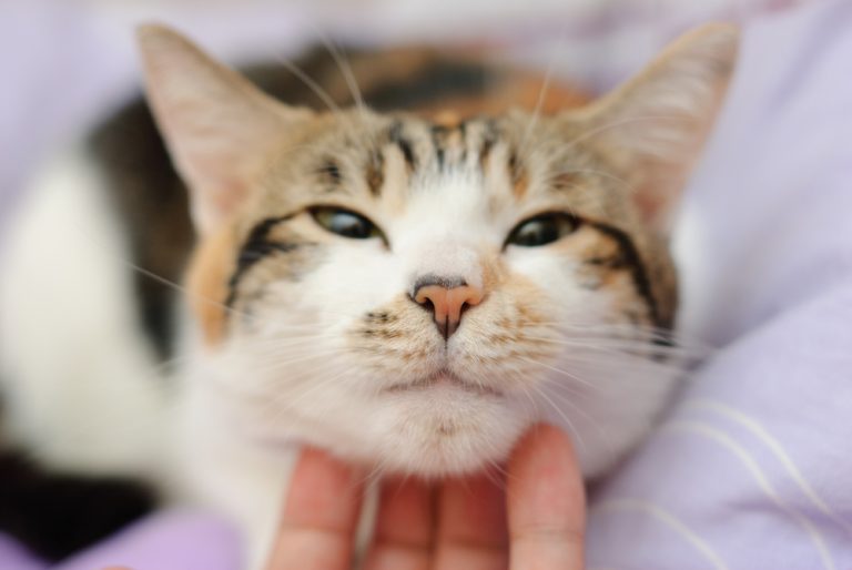 Seizures in Cats What you need to know » Petsoid
