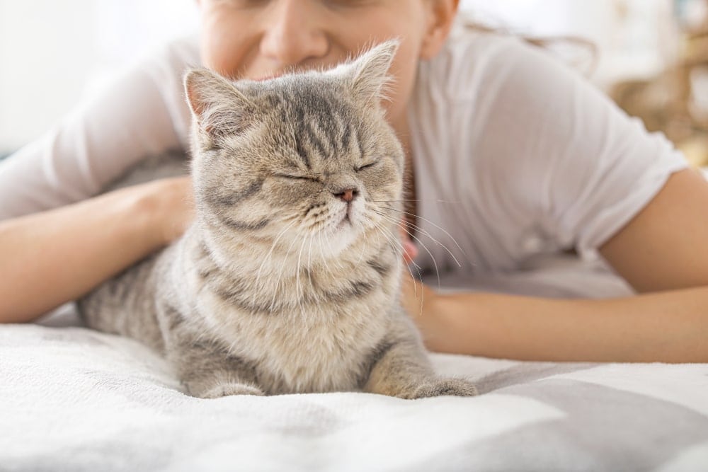 What Does It Mean When A Cat Is Purring Really Loud