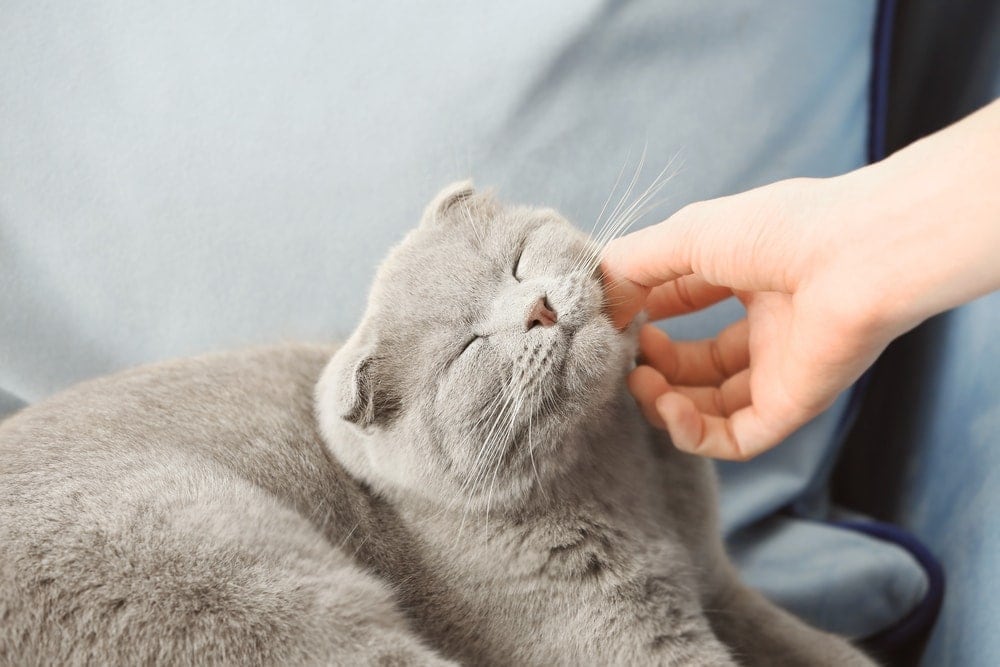 What Does It Mean When A Cat Purrs And Kneads