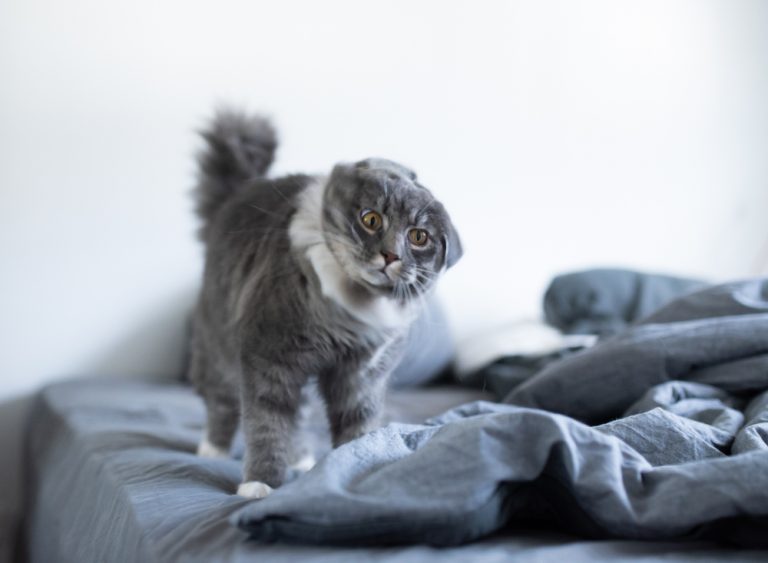 Seizures in Cats What you need to know » Petsoid