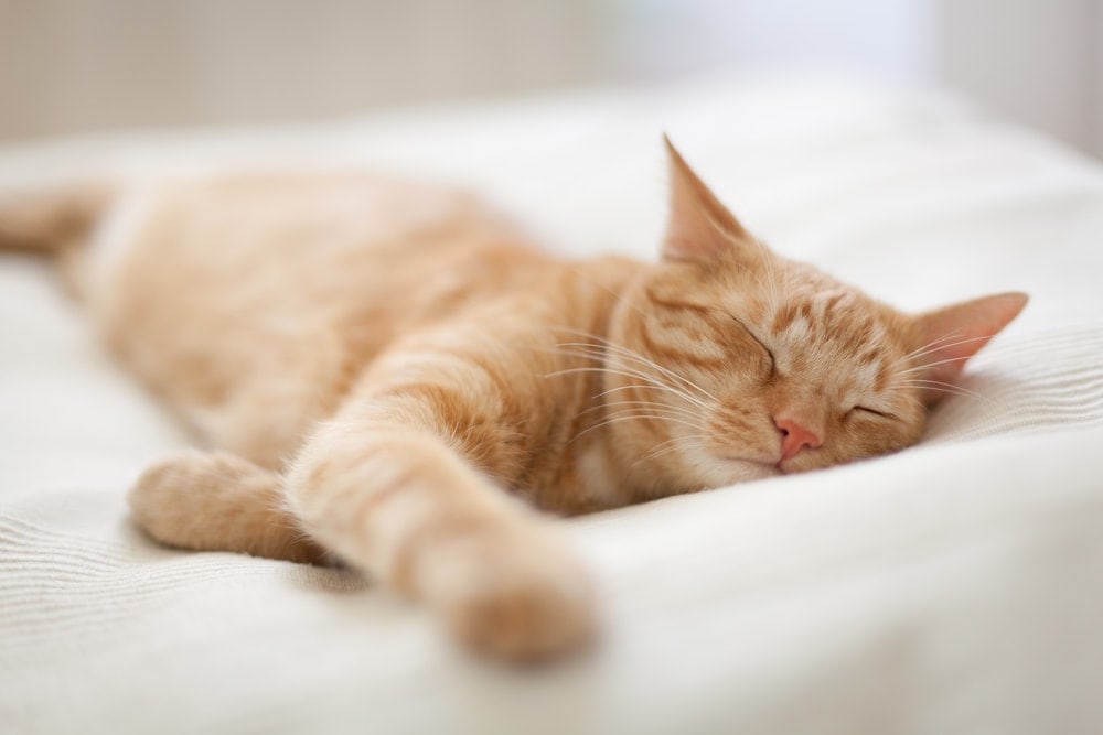 What Do Cats Dream About Petsoid