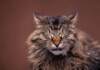 Cats Reverse Sneezing: Is it Dangerous?