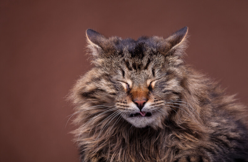 Cats Reverse Sneezing Is it Dangerous? Petsoid