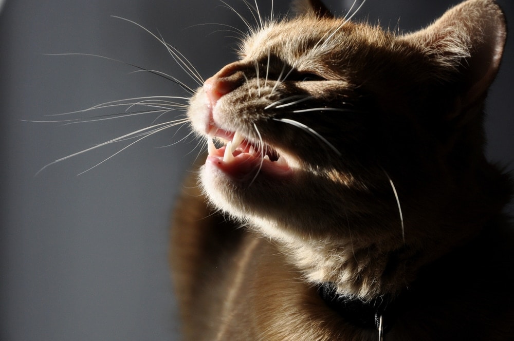 Why is my Cat Sneezing? » Petsoid