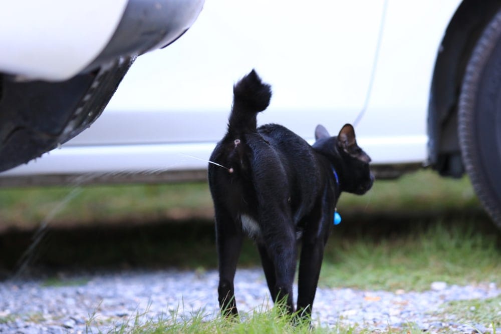 How to prevent cats pooing in gardens - effective homemade natural spray 'does the trick'