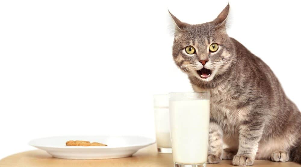 is-feeding-cats-with-milk-safe-or-bad-petsoid